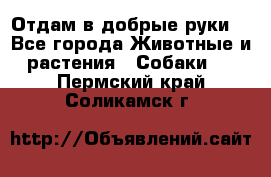 Отдам в добрые руки  - Все города Животные и растения » Собаки   . Пермский край,Соликамск г.